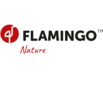 Flamingo Nature