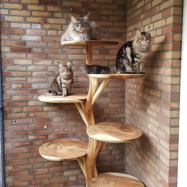 Maisonette Jumbo Maxima