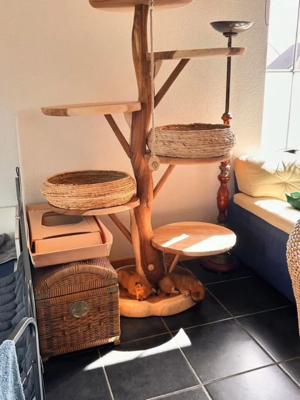 Maisonette Jumbo Maxima